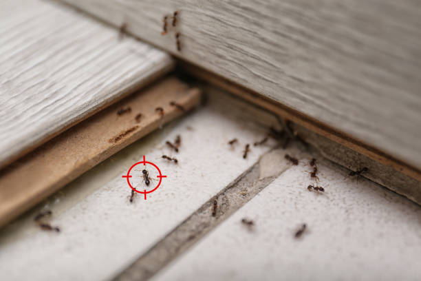 Pest Control Cost in Los Alamos, CA
