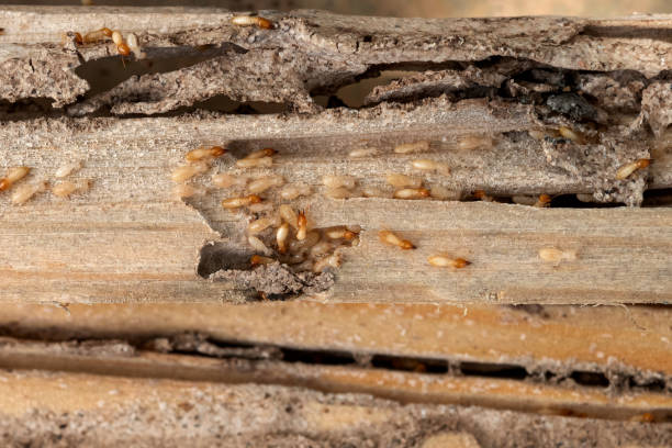Professional Pest Control in Los Alamos, CA